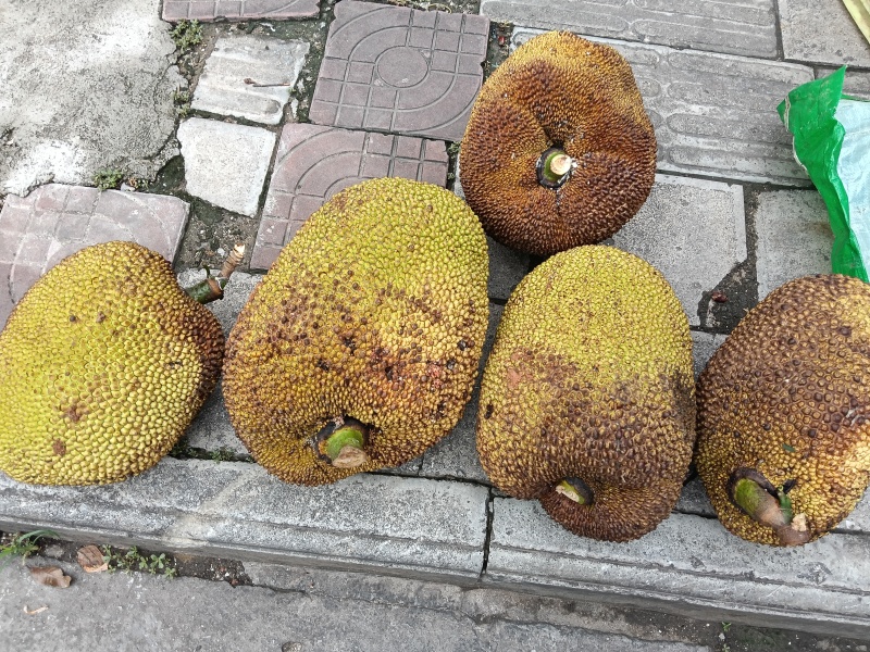 广西崇左特产木菠萝（湿包），黄肉菠萝蜜