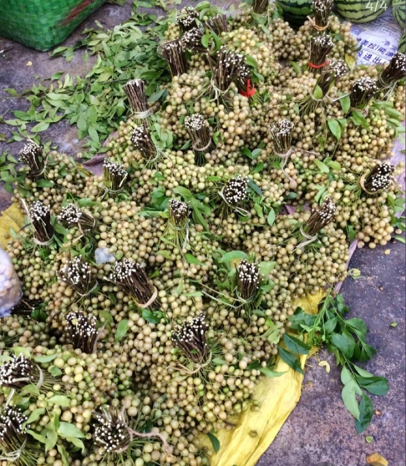 广西崇左特产山黄皮，鸡皮果