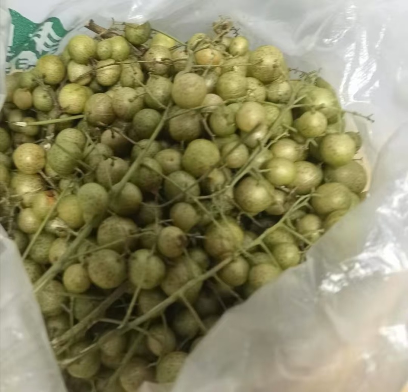广西崇左特产山黄皮，鸡皮果