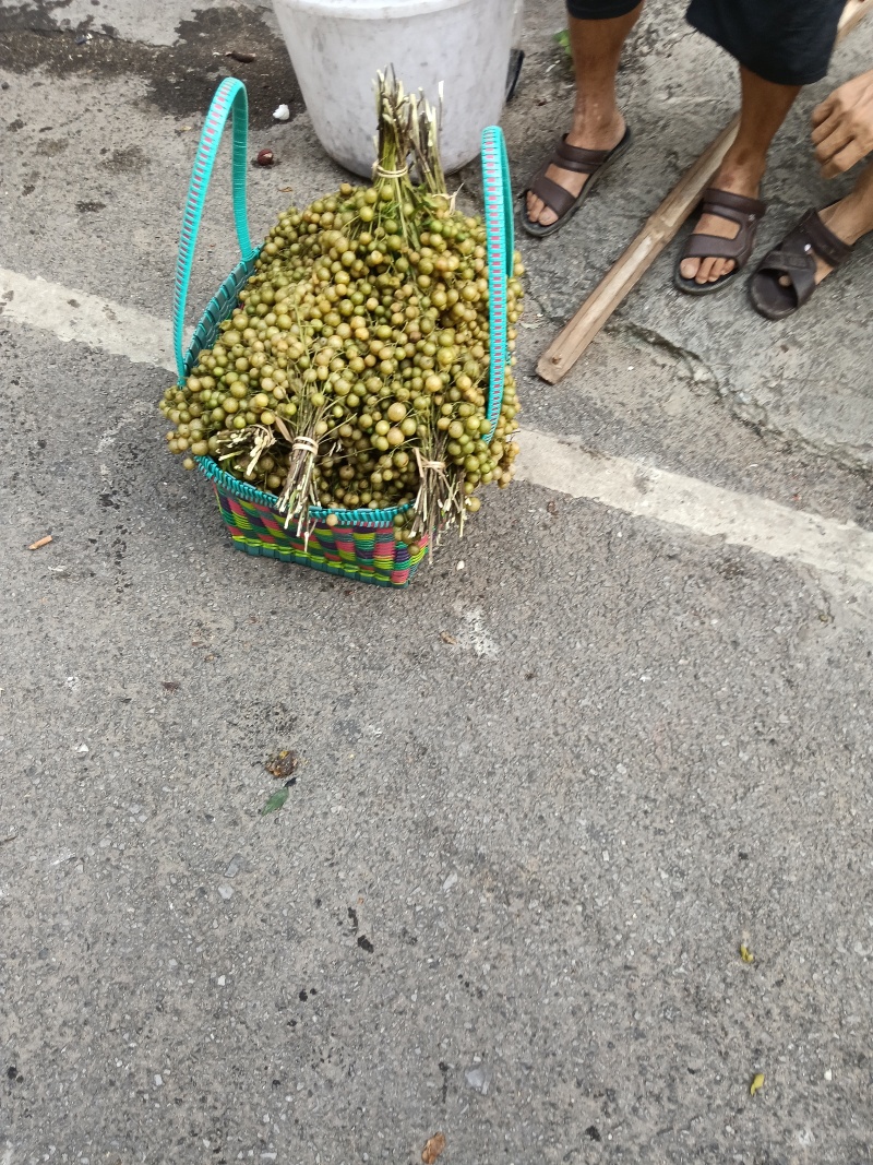 广西崇左特产山黄皮，鸡皮果