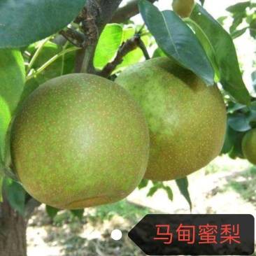 翠冠