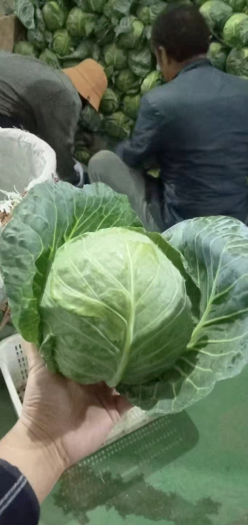 甘蓝，圆包菜大量上市，产地直发物美价廉，量大丛优。