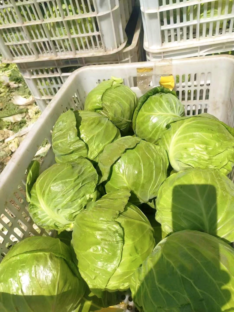 甘蓝，圆包菜大量上市，产地直发物美价廉，量大丛优。