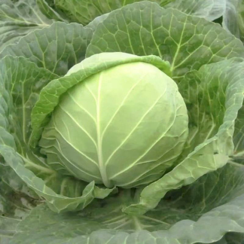 甘蓝，圆包菜大量上市，产地直发物美价廉，量大丛优。