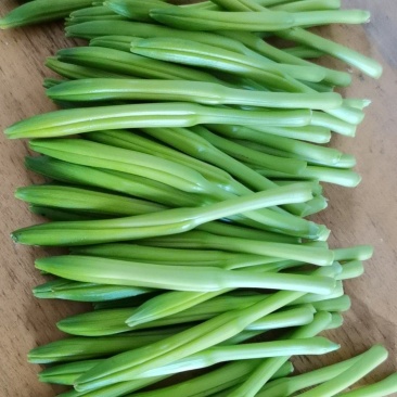 黄花菜
