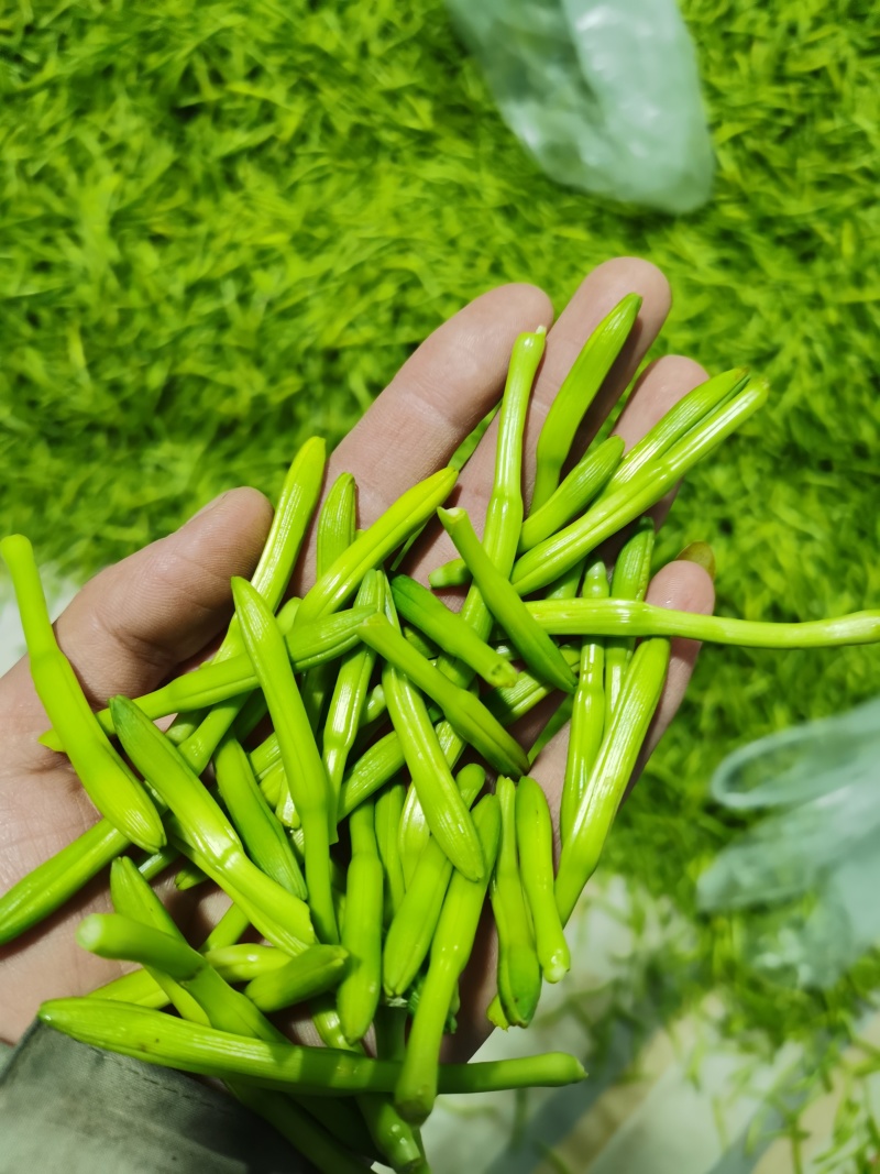 黄花菜