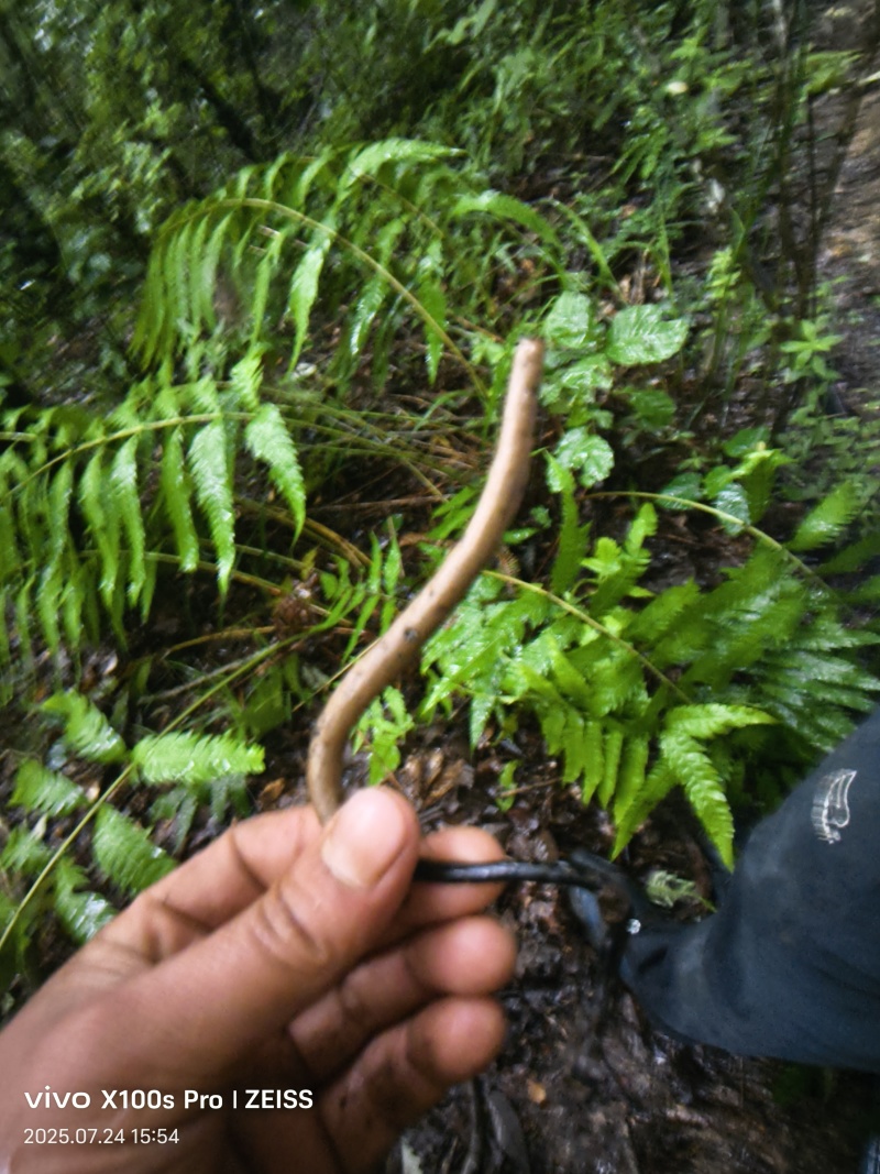 云南鸡枞胆（乌灵参）部分地区可包邮