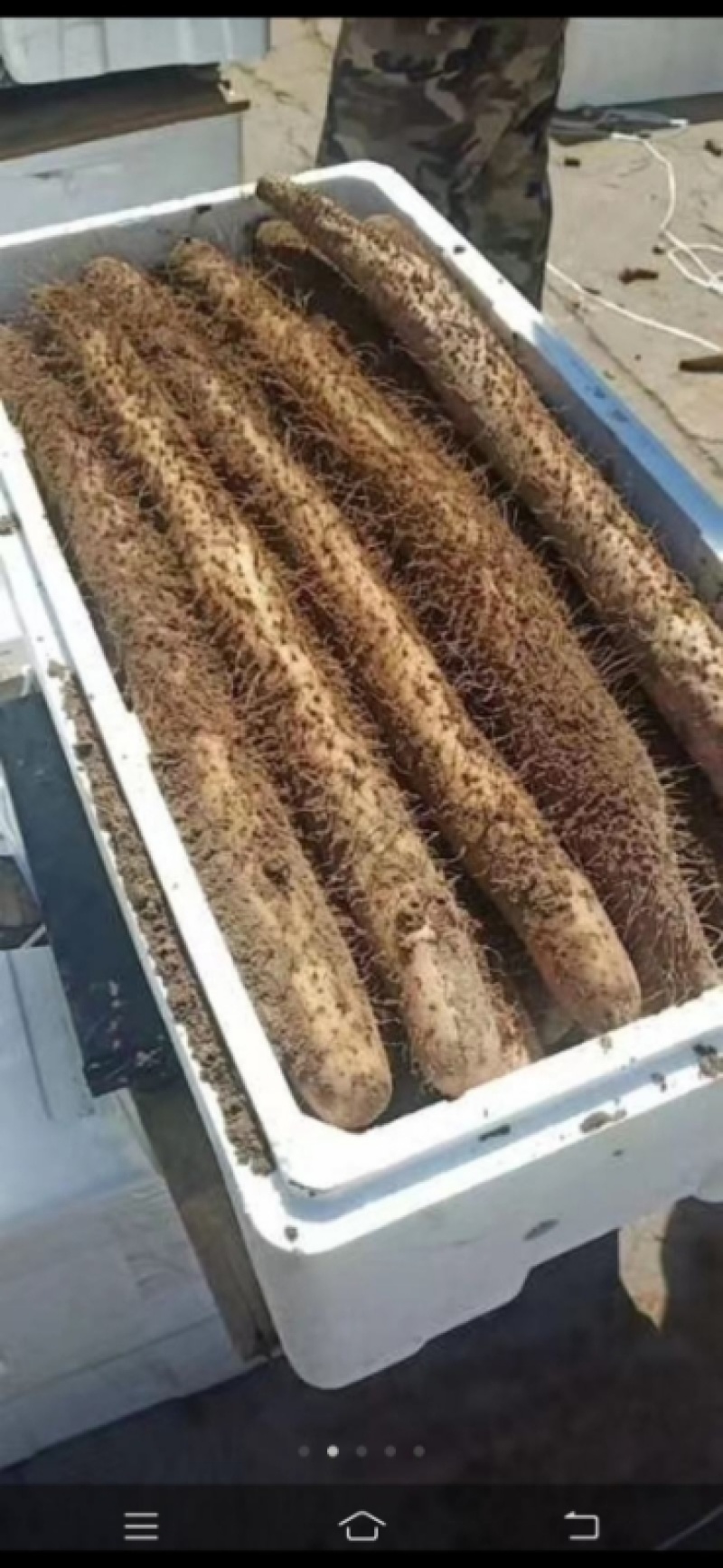 【河北麻山药】大量有货，价钱美丽可协助找车
