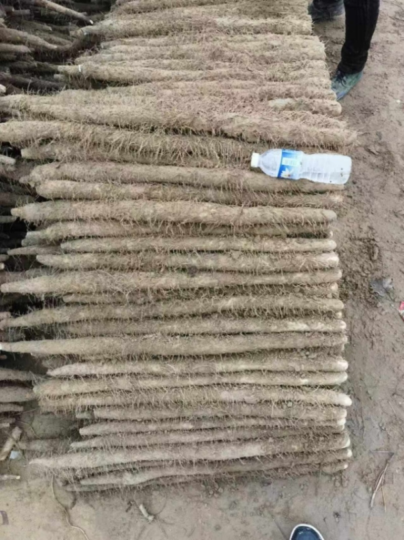 【河北麻山药】大量有货，价钱美丽可协助找车