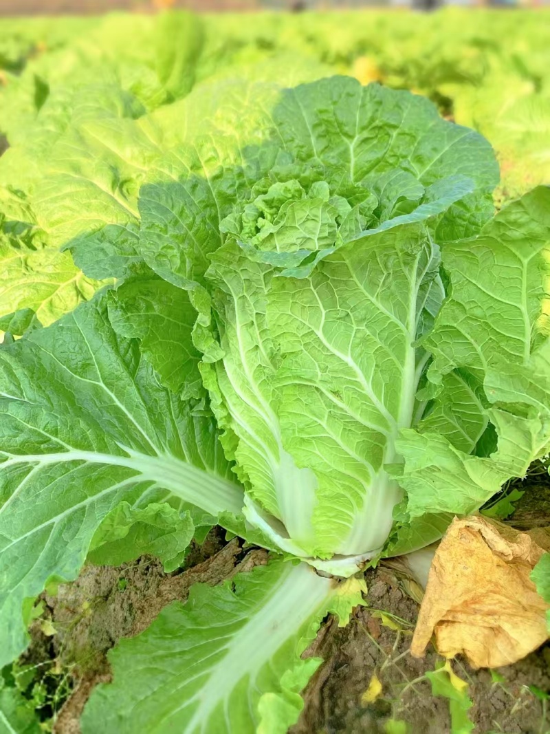 黄心大白菜4.5.6河北地区产地直销，欢迎联系咨询。