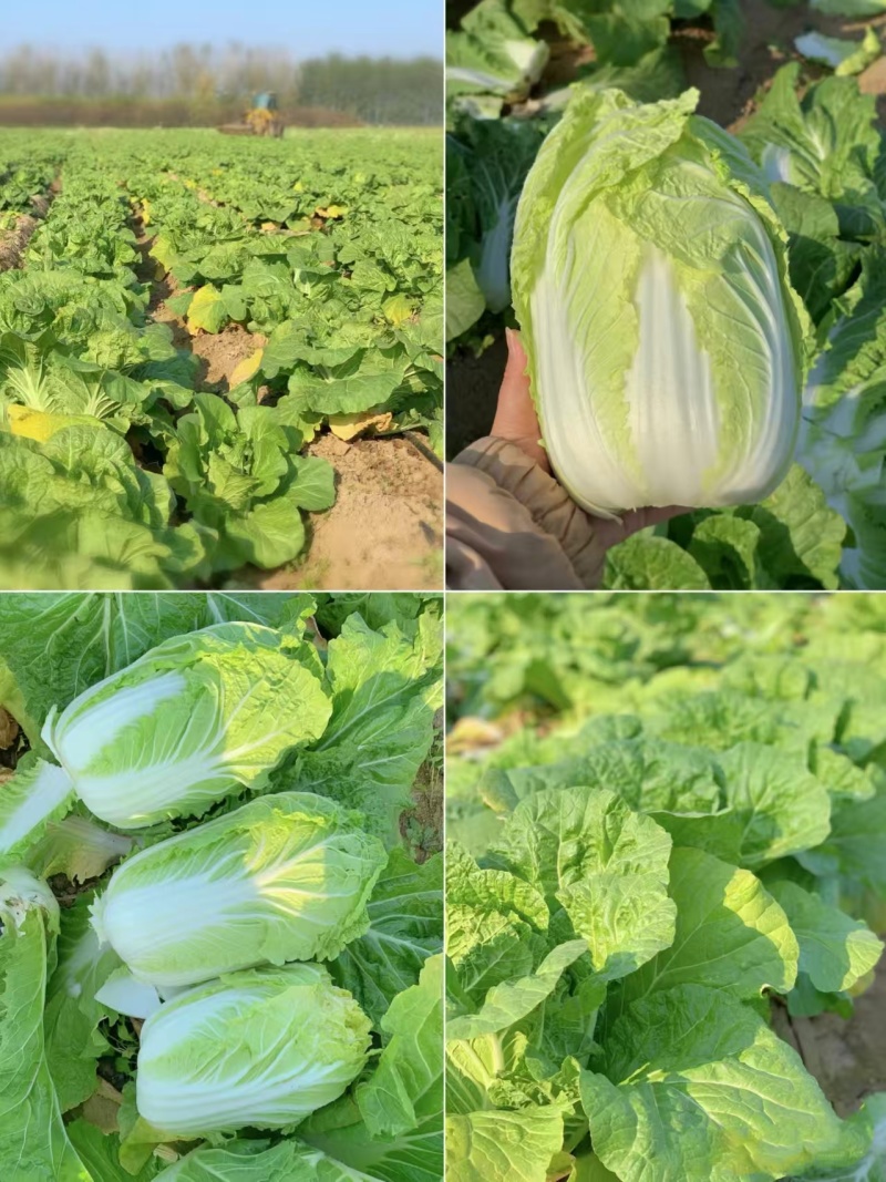 黄心大白菜4.5.6河北地区产地直销，欢迎联系咨询。