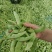 精品油豆角产地直销一手货源品质保证欢迎进店选购
