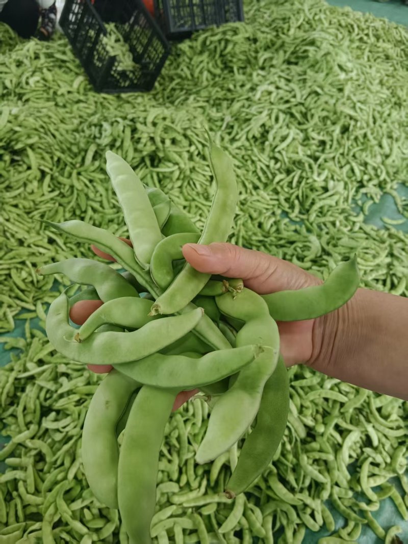 精品油豆角产地直销一手货源品质保证欢迎进店选购