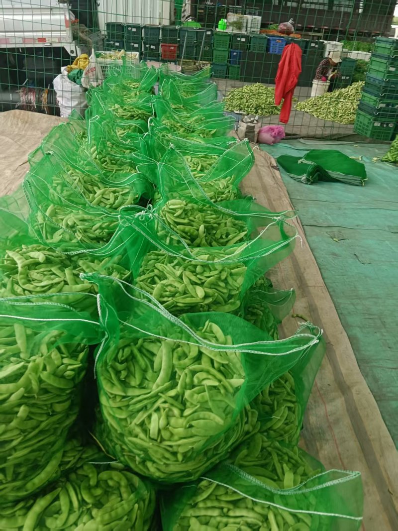 精品油豆角产地直销一手货源品质保证欢迎进店选购