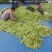 精品油豆角产地直销一手货源品质保证欢迎进店选购