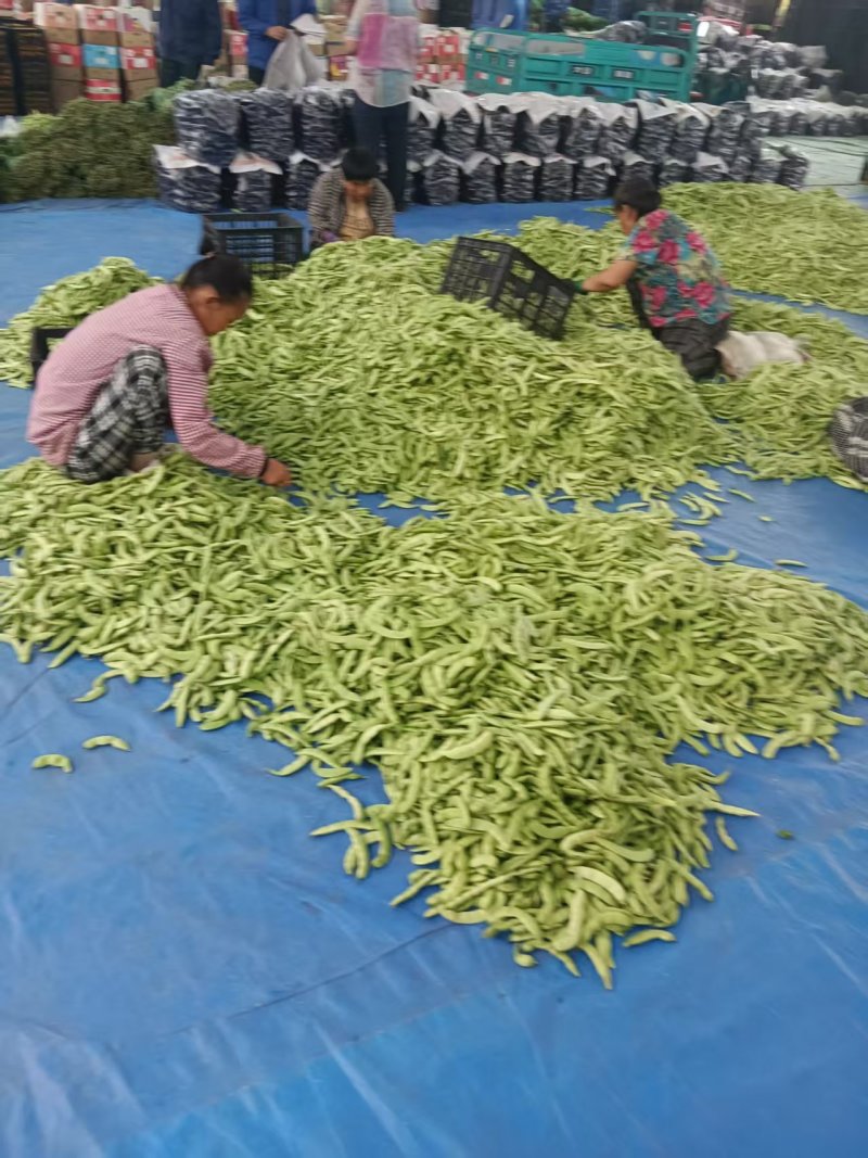 精品油豆角产地直销一手货源品质保证欢迎进店选购