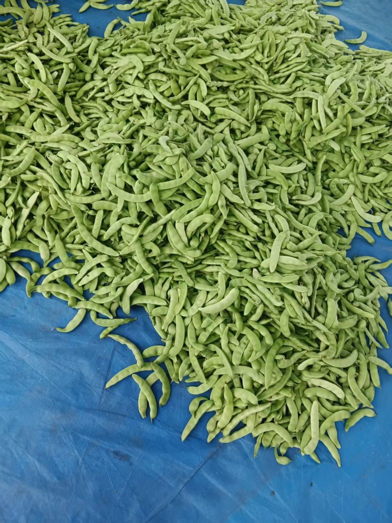精品油豆角产地直销一手货源品质保证欢迎进店选购