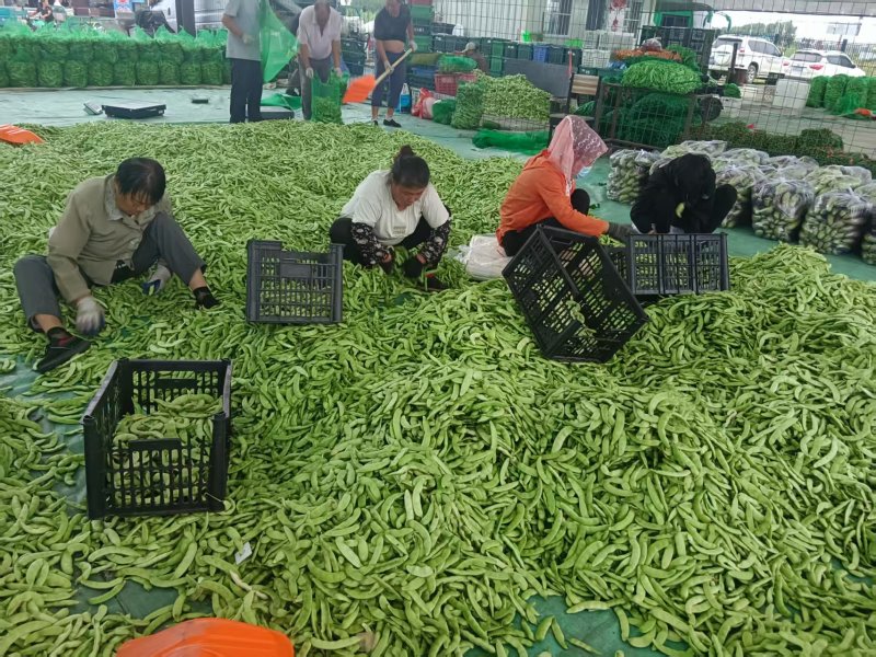 精品油豆角产地直销一手货源品质保证欢迎进店选购