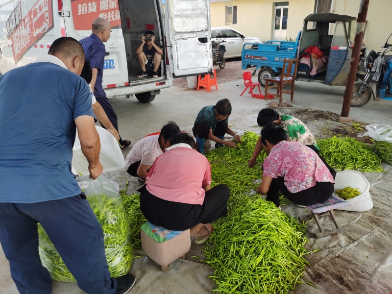 黄花菜