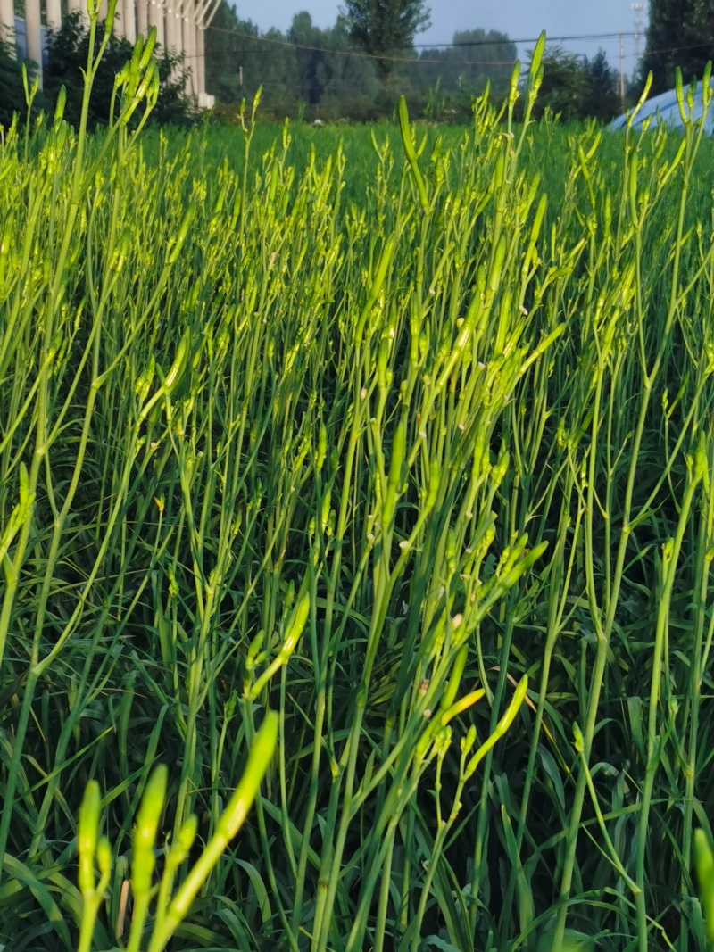 黄花菜