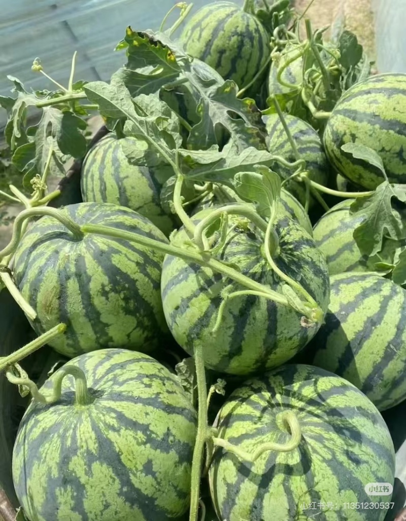 蜜汁西瓜🍉清甜解渴脆口无籽，放心大口的吃，个个大瓜