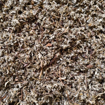 翻白草正品新货翻白草批发零售