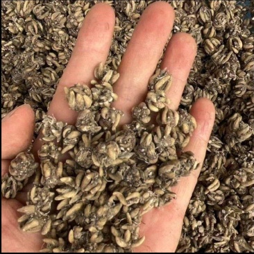 猫爪草批发信阳产地一手货源尖爪干净无硫水洗3遍