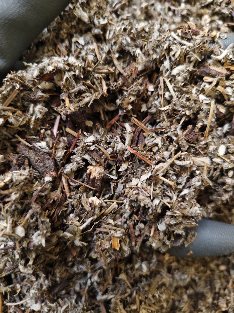 翻白草正品新货翻白草批发零售