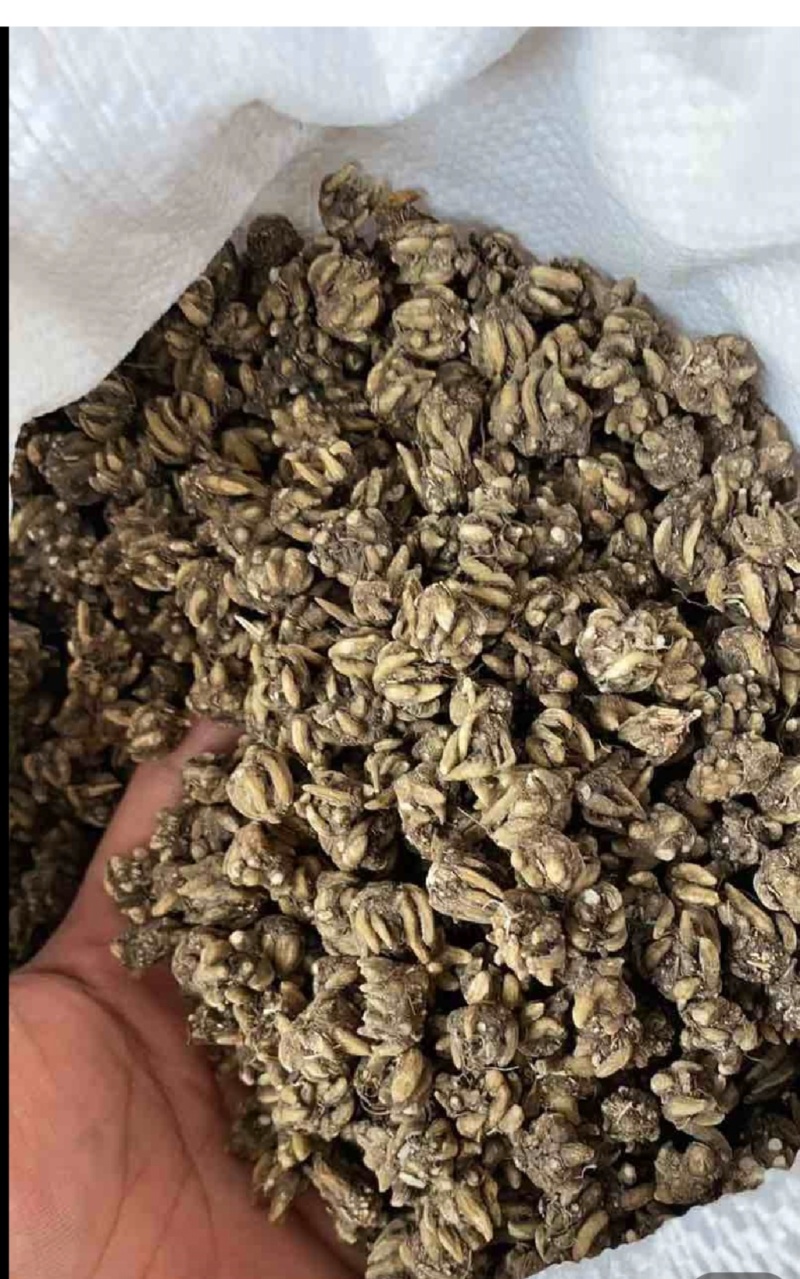 猫爪草批发信阳产地一手货源尖爪干净无硫水洗3遍