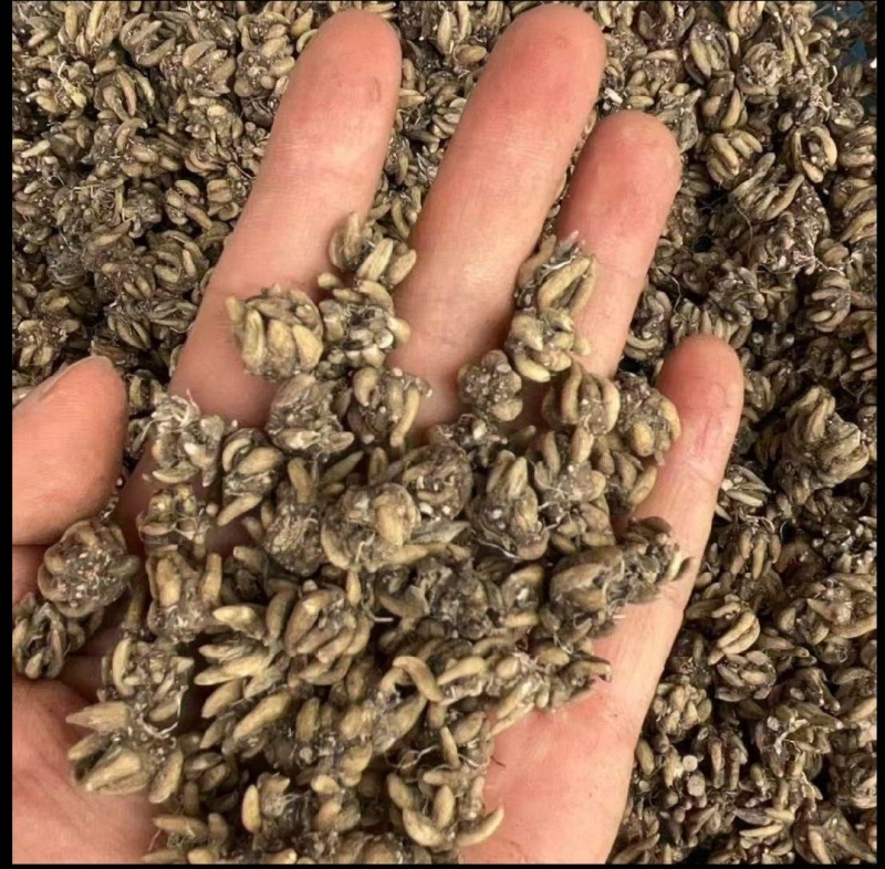 猫爪草批发信阳产地一手货源尖爪干净无硫水洗3遍