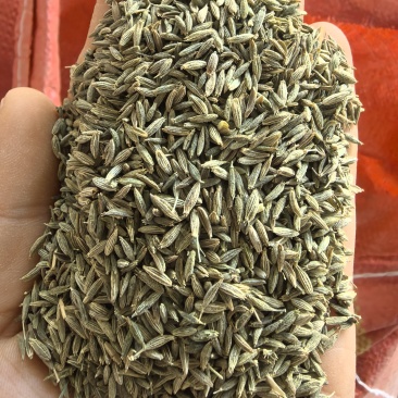 新疆孜然