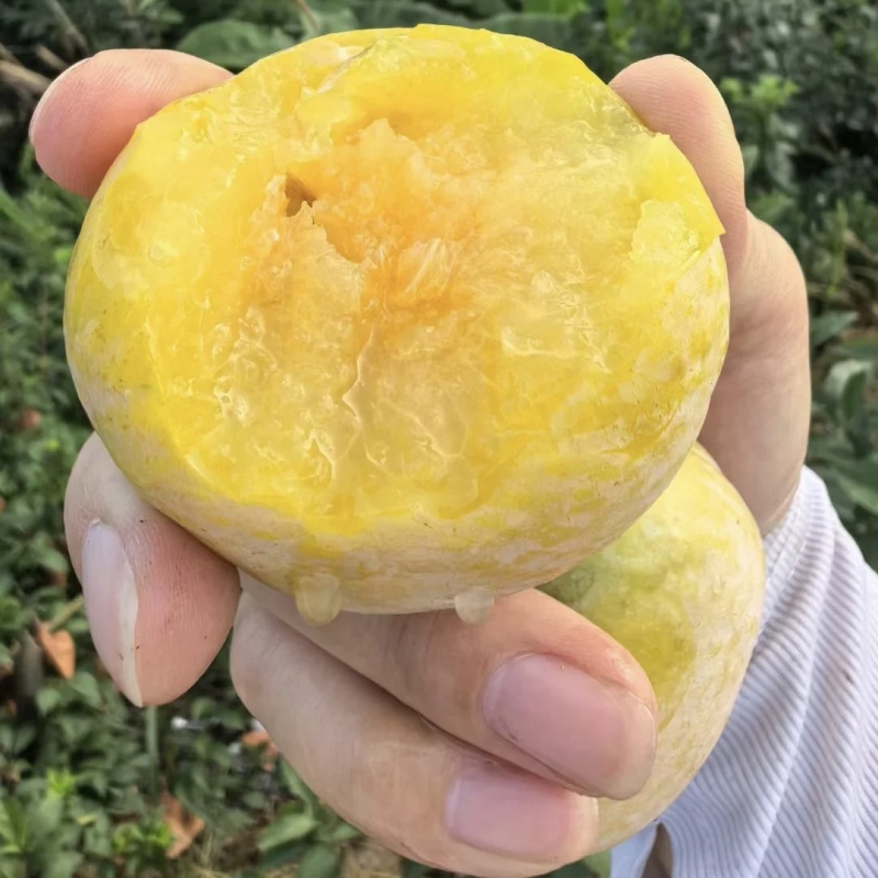 九峰山黄金奈李！