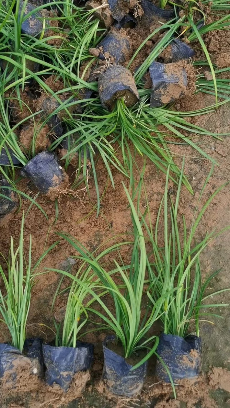 多芽杯苗麦冬草，自己苗圃大量供应，青州货源