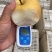秋月梨90以上大量上市期待合作
