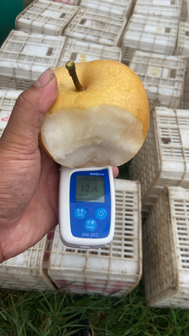秋月梨90以上大量上市期待合作