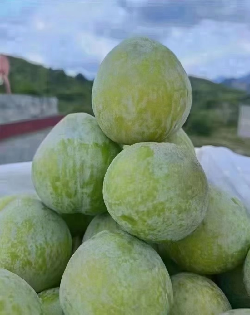 九峰山青奈李！