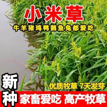小米草牧草种子厂家直销