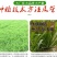 小米草牧草种子厂家直销