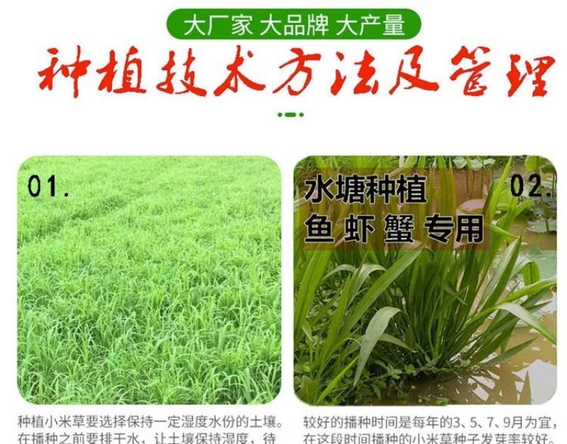 小米草牧草种子厂家直销