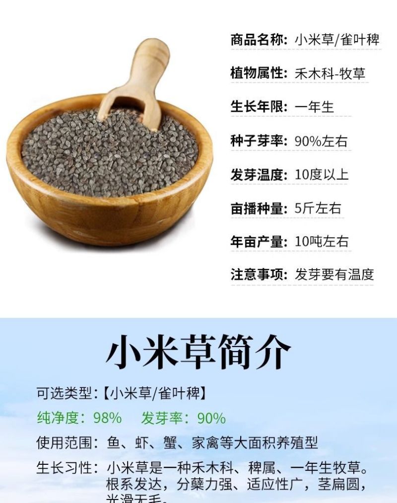 小米草牧草种子厂家直销