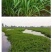 小米草牧草种子厂家直销
