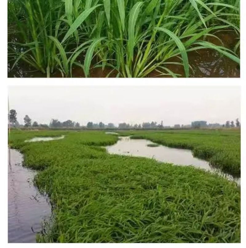 小米草牧草种子厂家直销