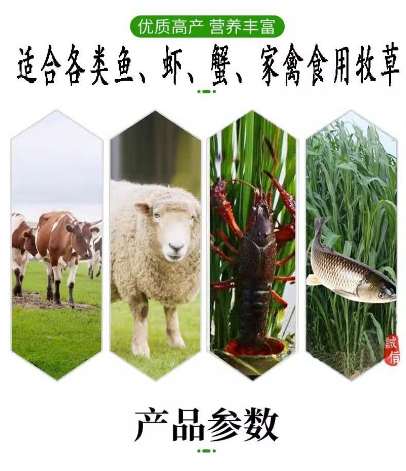 小米草牧草种子厂家直销