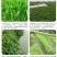 小米草牧草种子厂家直销