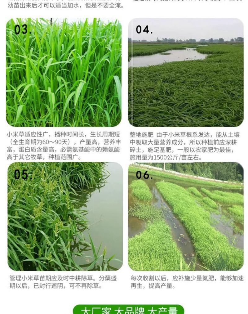 小米草牧草种子厂家直销