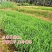 小米草牧草种子厂家直销