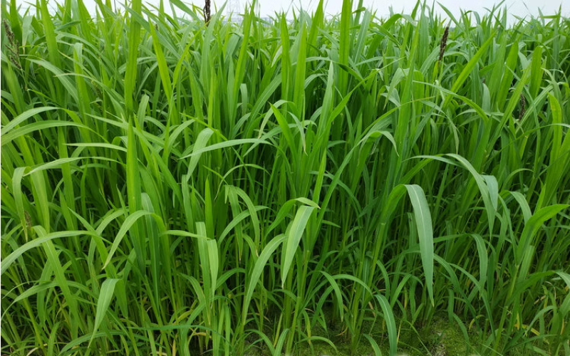 小米草牧草种子厂家直销
