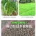 小米草牧草种子厂家直销