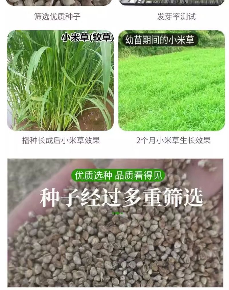 小米草牧草种子厂家直销