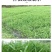 小米草牧草种子厂家直销